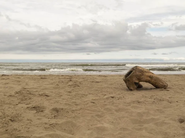 Log in the sand cloudy cold day on the beac