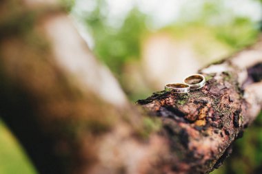 Alyanslar bir ağaç dalında duruyor. Yüksek kalite fotoğraf