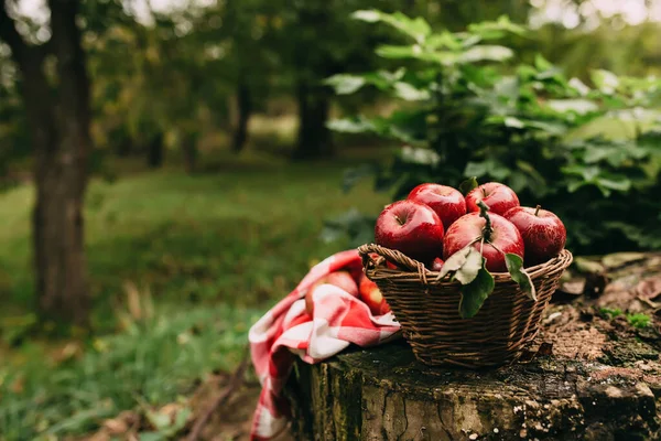 Red Apples Basket Autumn Garden Harvest Time High Quality Photo — Stock Photo, Image