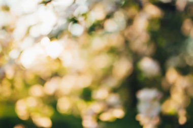 Güneşin ışıkları, Bokeh, gün batımının bulanık ışıkları. Yüksek kalite fotoğraf