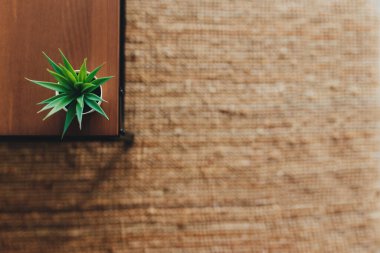 İçindeki sehpanın üzerindeki kaktüs. Terracotta halısı. Bulanık arkaplan