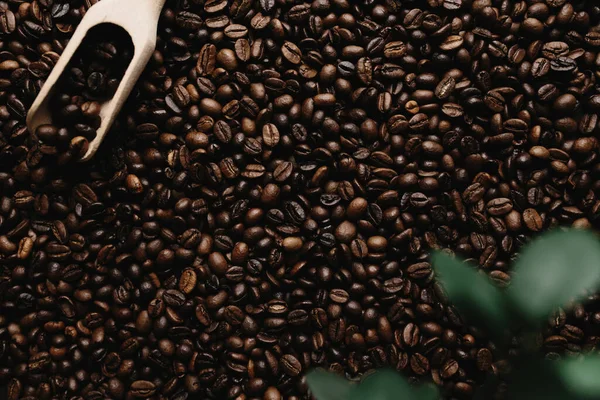 Contexte avec gamme de grains de café secs — Photo