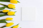 Plocha ležela se žlutými tulipánovými květy, na bílém pozadí prázdný rámeček. Koncept blahopřání na Velikonoce, Den matek, Mezinárodní den žen, Den svatého Valentýna. Kvalitní fotografie