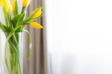 Beyaz arka planda sarı lale çiçekleriyle bembeyaz yatıyordu. Paskalya için tebrik kartı konsepti, Anneler Günü, Uluslararası Kadınlar Günü, Sevgililer Günü. Yüksek kalite fotoğraf