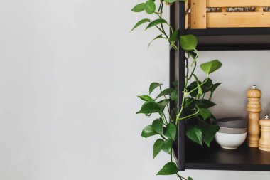 Mutfakta, tavan arası tarzında gri beton bir duvardaki siyah metal raflar. Yeşil saksılar. Yüksek kalite fotoğraf