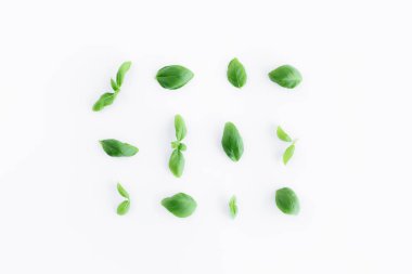 Beyaz arka planda yeşil fesleğen ve nane yapraklarıyla yatıyordu. Sağlıklı beslenme ve kozmetik konsepti. Yüksek kalite fotoğraf