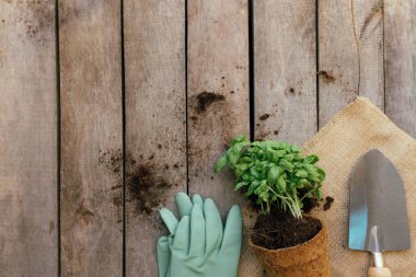 Bahçıvanlık hobisi. Eko kabına bitki, kürek ve ahşap arka planda eldivenler. Yüksek kalite fotoğraf