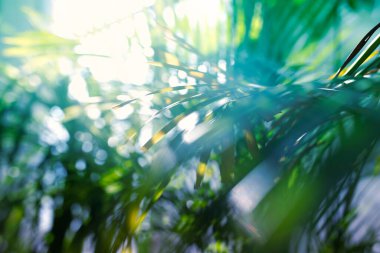 Bokeh fotoğraf efektli yeşil palmiye yaprakları. Yüksek kalite fotoğraf