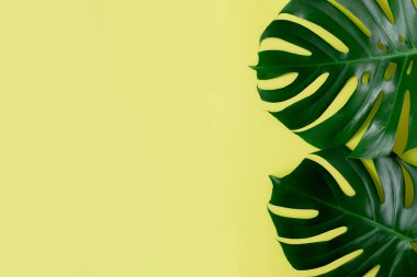 İki Monstera palmiye yaprağı açık yeşil arka planda yatıyordu. Plaj sezonu konsepti, çevre konsepti. Tropik iklim, ev bitkisi büyümesi. Yüksek kalite fotoğraf