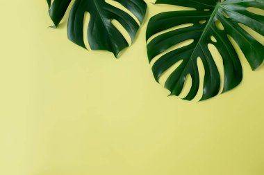 İki Monstera palmiye yaprağı açık yeşil arka planda yatıyordu. Plaj sezonu konsepti, çevre konsepti. Tropik iklim, ev bitkisi büyümesi. Yüksek kalite fotoğraf