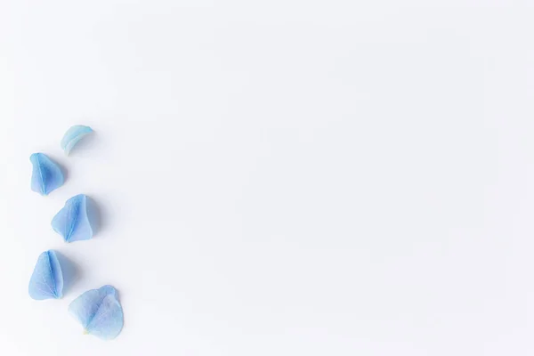 Puesta plana con hortensia o pétalos azules, fondo blanco — Foto de Stock