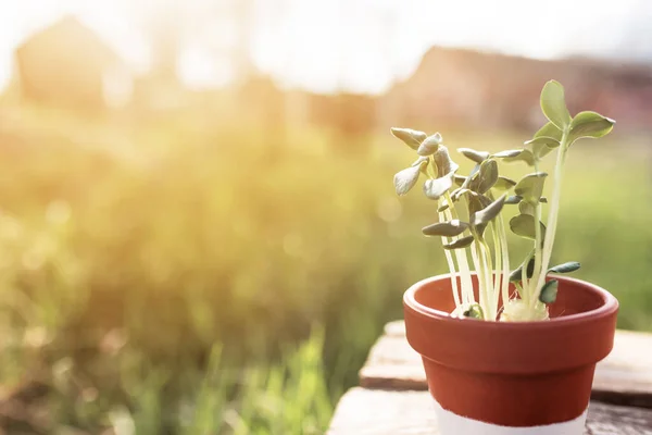 Konsep berkebun, bibit sayuran dalam pot keramik di atas meja kayu tua — Stok Foto