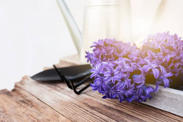 Berkebun konsep hobi. Bunga Hyacinth, garpu rumput, sekop, latar belakang kayu — Stok Foto
