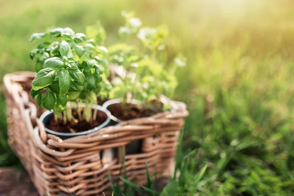 Konsep berkebun, mint dan kemangi dalam pot logam dan keranjang kayu di kebun — Stok Foto