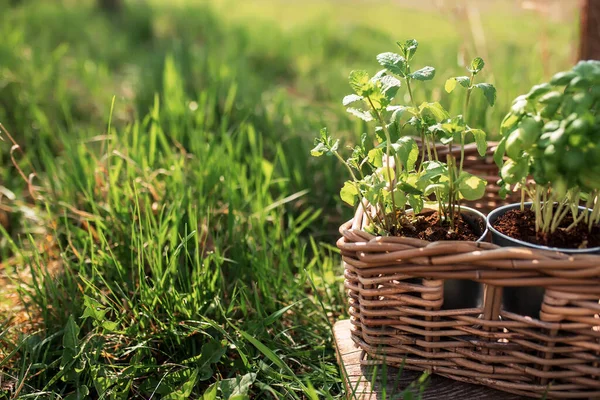 Hobi Berkebun Vegetarian Yang Sehat Makan Konsep Dengan Mint Hijau — Stok Foto