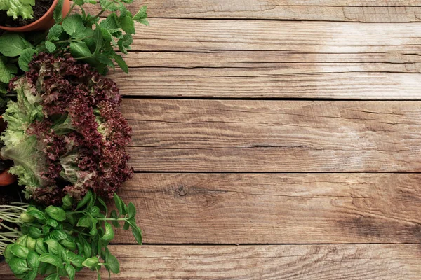 Berkebun Dan Sehat Makan Konsep Dengan Herbal Yang Berbeda Dan — Stok Foto