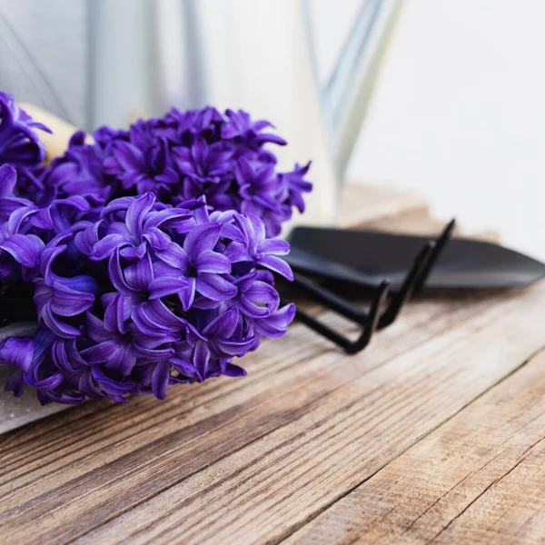 Berkebun Konsep Hobi Bunga Hyacinth Berwarna Biru Mekar Garpu Rumput — Stok Foto