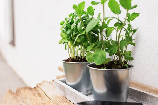 Gartenhobby Gesundes Veganes Ernährungskonzept Mit Grüner Minze Und Basilikumkräutern Metalltopf — Stockfoto