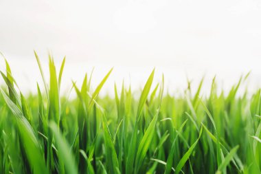 Baharda buğday ve mısır yetiştiren uçsuz bucaksız yeşil tarlalar. Yüksek kalite fotoğraf