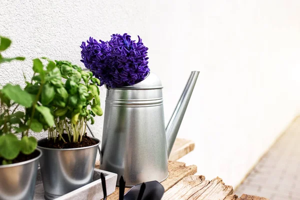園芸趣味のコンセプト 青紫色のヒヤシンス コンクリートトレイの金属鍋の緑のミントとバジルのハーブ 小さな庭のピッチフォークまたは熊手とシャベル 古い木製のテーブルの上に散水缶 — ストック写真
