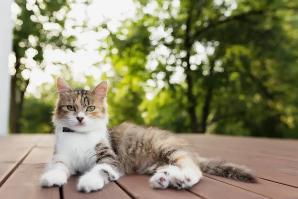 Gato tricolor bonita encontra-se em um terraço de madeira marrom — Fotografia de Stock