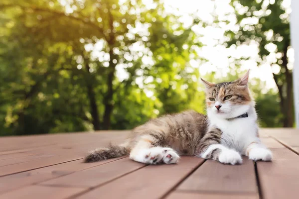 Gato tricolor bonita encontra-se em um terraço de madeira marrom — Fotografia de Stock