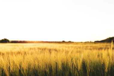 Altın buğday tarlaları ve panorama fotoğrafçılığıyla tarım kavramı. Sarı buğday kulakları. Zengin bir hasat fikri. Kırsal çayırdaki batan güneş ışınlarının uzayını kopyalayın. Güzel güneş ışığı