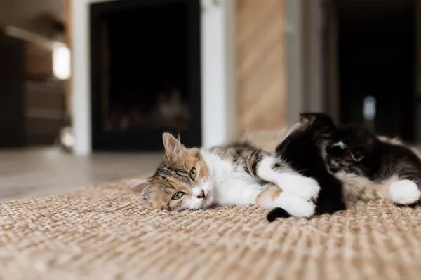 Tricolor Mãe Fêmea Gato Deitado Chão Com Gatinhos Amamentando Gato — Fotografia de Stock