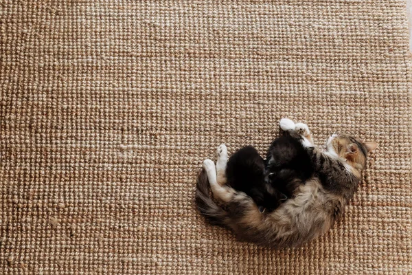 Tricolor Mãe Fêmea Gato Deitado Chão Com Gatinhos Amamentando Gato — Fotografia de Stock