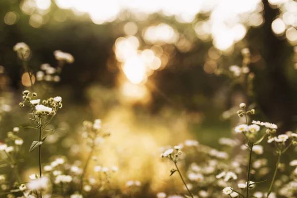 Bulanık papatya çayı ya da sarı günbatımında güneş ışınlarında papatya çiçeği. Yüksek kalite fotoğraf