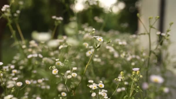 Kamomill eller kamomill blommor på nära håll i sommar trädgård nära privat hus — Stockvideo