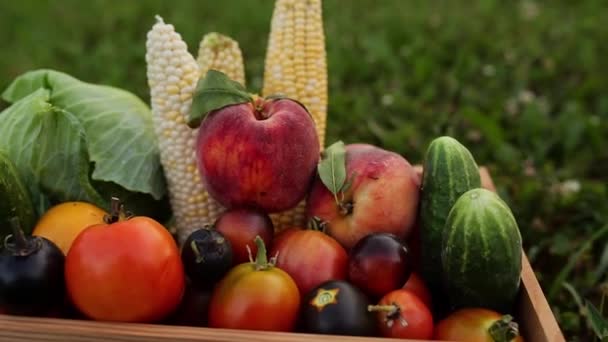 Panier ou caisse en bois avec différents légumes, fruits après récolte — Video