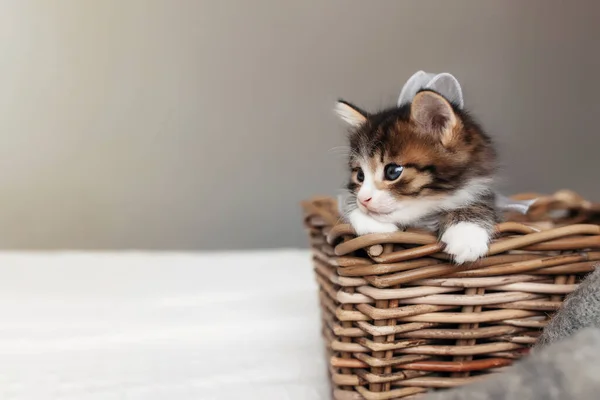 Pequeno gatinho sentar dentro de cesta de vime de madeira e olhando para a frente — Fotografia de Stock