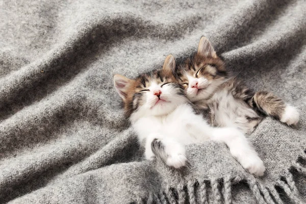 İki küçük kedi yavrusu gözleri kapalı ve kabarık bir battaniyeyle uyur.