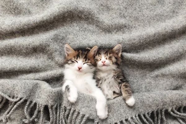 Twee kittens slapen met hun ogen dicht en bedekt met pluizige deken — Stockfoto