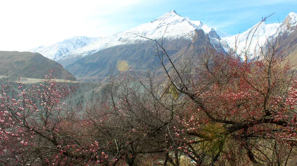 Hunza Vadisi 'nde kiraz çiçekleri, dağların manzarası, dağlarda çiçekler, Kuzey Pakistan, Gilgit-Baltistan