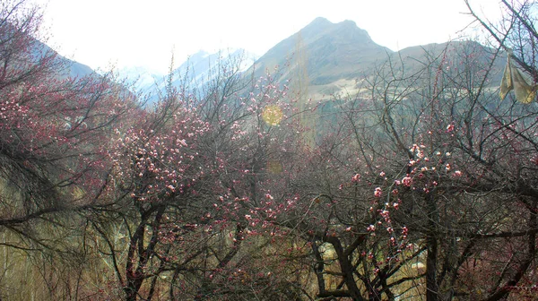 Hunza Vadisi 'nde kiraz çiçekleri, dağların manzarası, dağlarda çiçekler, Kuzey Pakistan, Gilgit-Baltistan