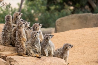 A group of meerkats sits on a stone clipart