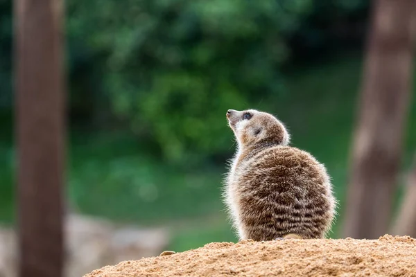 Ένα meerkat κάθεται και κοιτάζει ψηλά — Φωτογραφία Αρχείου