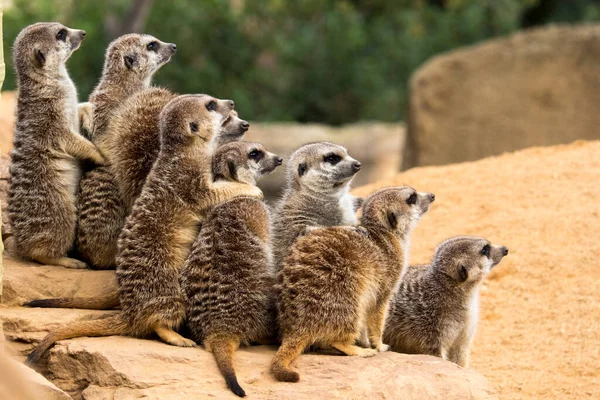 Un grupo de suricatas se sienta sobre una piedra — Foto de Stock