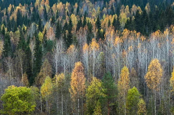 Sonbahar Karelya orman görünümünü
