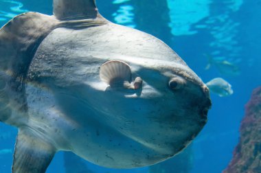 Güneş balığı (lat. Mola mola)