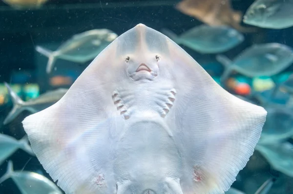 Gewone pijlstaartrog, Sea Cat (lat. Dasyatis pastinaca) — Stockfoto