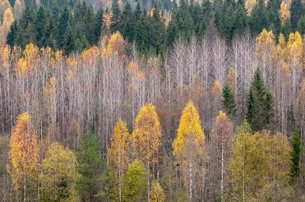 sonbahar orman manzarası