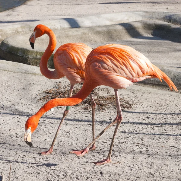 İki pembe flamingo.