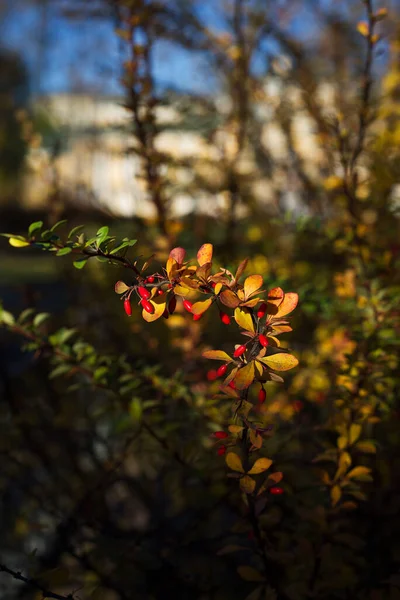 Ön planda, sarı-yeşil yapraklı ve parlak kırmızı meyveli bir böğürtlen dalı görebiliyoruz. Arka plan bulanık..