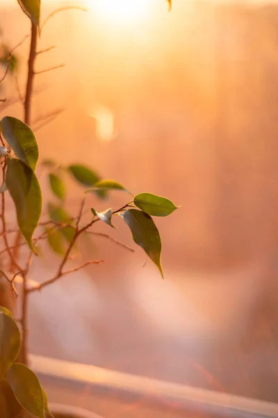 Akşam güneşinde koyu yeşil bahar yaprakları.