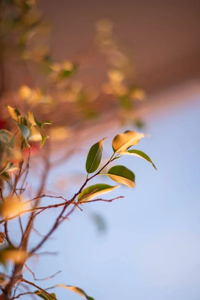 Akşam güneşinde koyu yeşil bahar yaprakları.