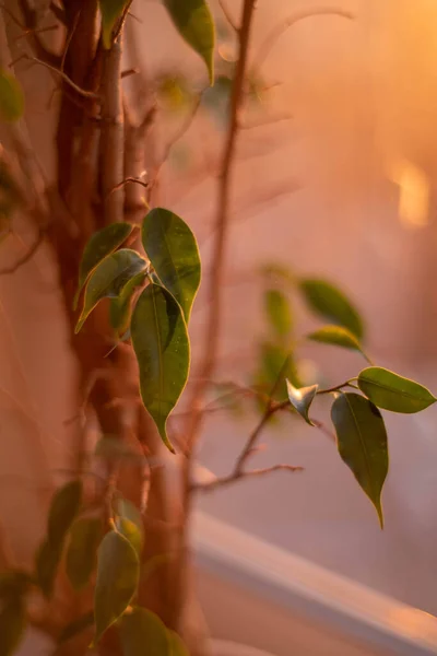 Akşam güneşinde koyu yeşil bahar yaprakları.
