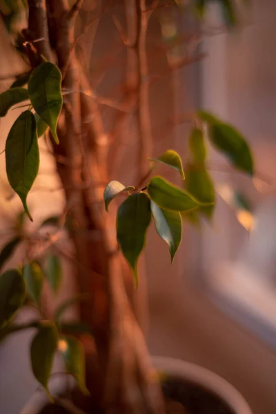 Akşam güneşinde koyu yeşil bahar yaprakları.